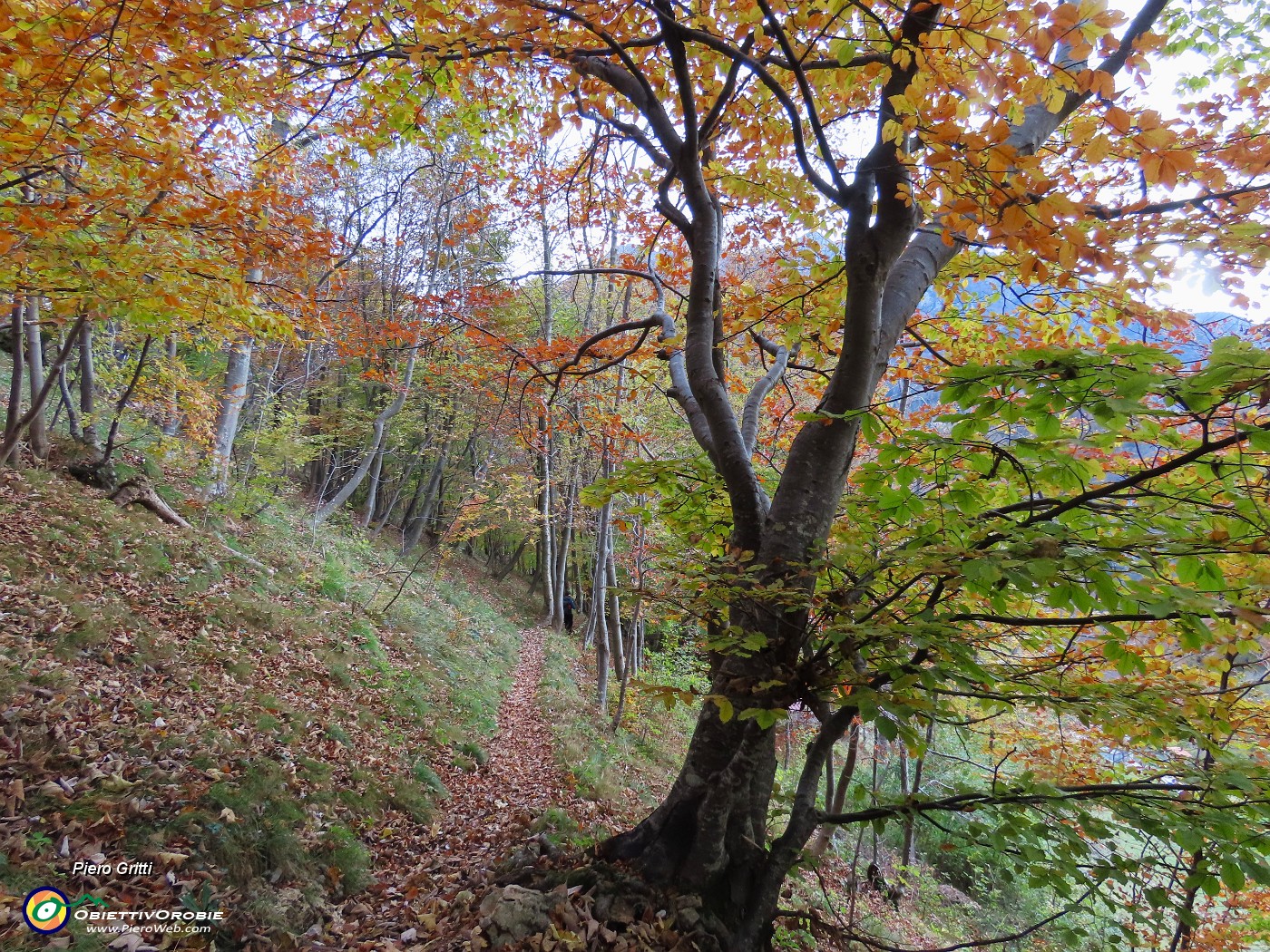 65 Sul sent. 234 nel bosco colorato d'autunno.JPG